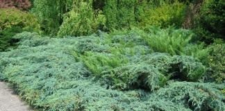 Можжевельник чешуйчатый (Juniperus squamata)
