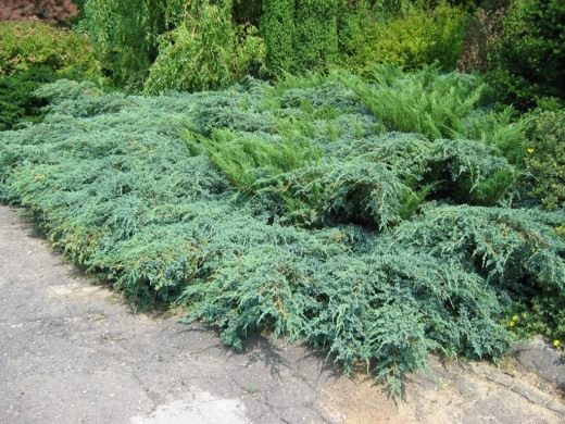 Можжевельник чешуйчатый (Juniperus squamata) Можжевельник чешуйчатый (Juniperus squamata)