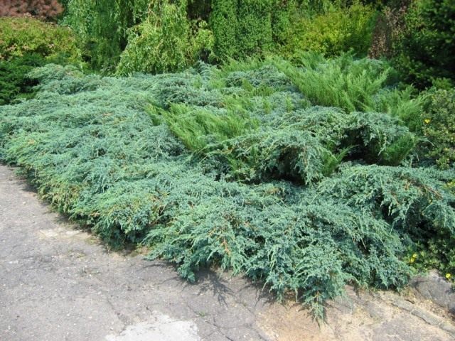 Можжевельник чешуйчатый (Juniperus squamata) Можжевельник чешуйчатый (Juniperus squamata)