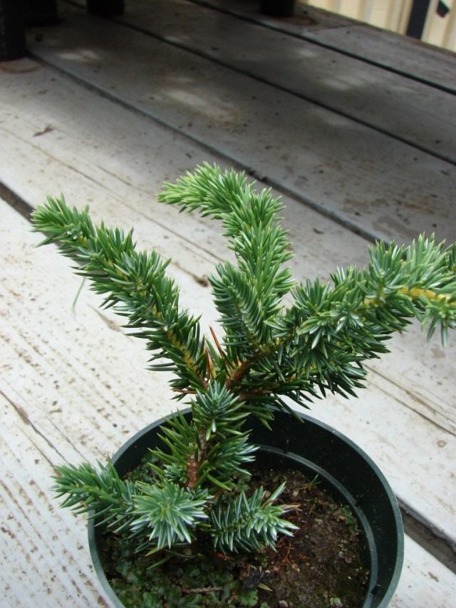 Можжевельник лежачий (Juniperus procumbens) 