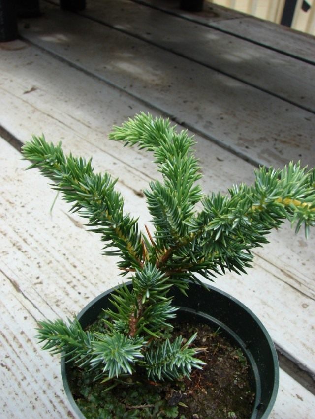 Можжевельник лежачий (Juniperus procumbens) Можжевельник лежачий (Juniperus procumbens)