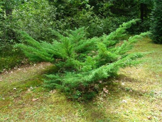 Можжевельник (Juniperus) Можжевельник (Juniperus)