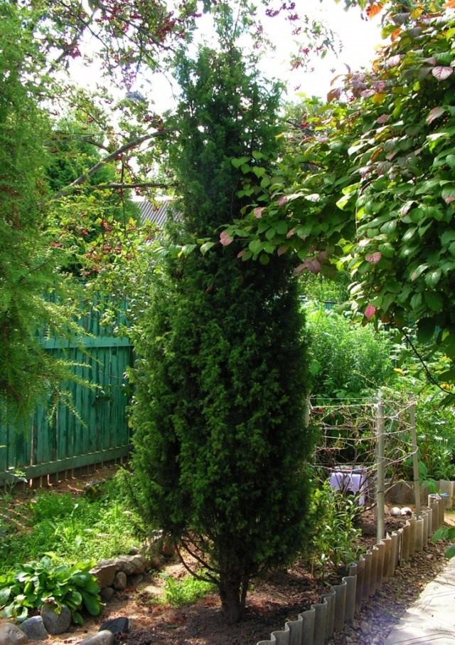 Можжевельник обыкновенный, или Верес (Juníperus commúnis)