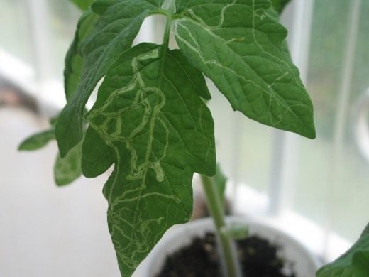 Leaf-miner-on-young-tomato-plant-520x390.jpg