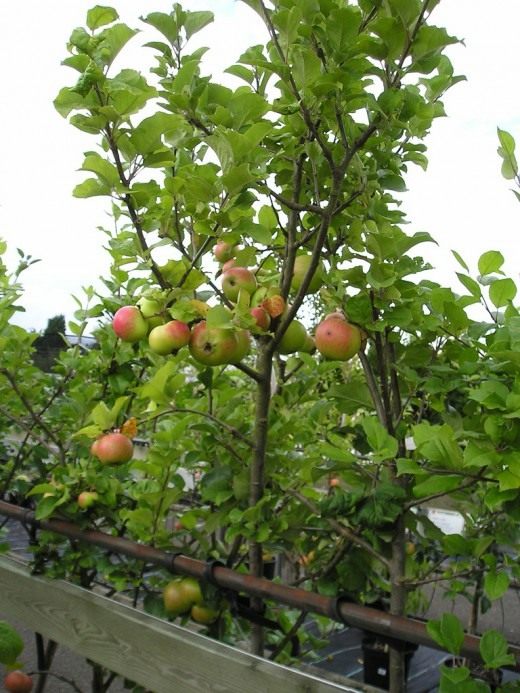Яблоня (Malus)
