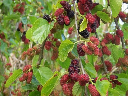 Ягода шелковицы белой (Mulberries White)