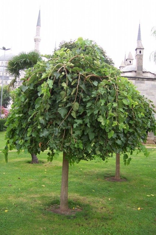 Шелковица белая (Mulberries White)
