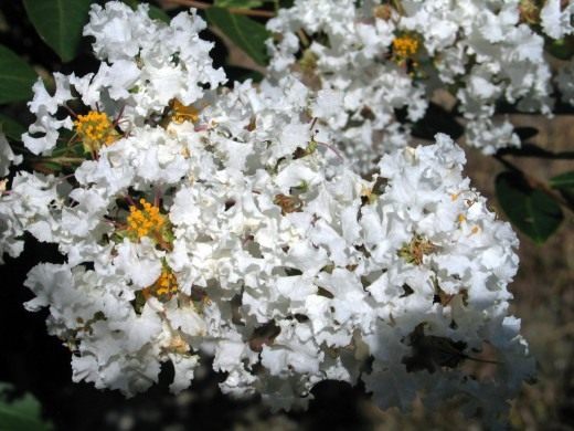 Мирт (Myrtle)
