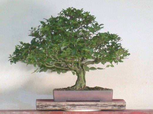 Мирт (Myrtle)