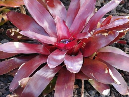 Неорегелия (Neoregelia)
