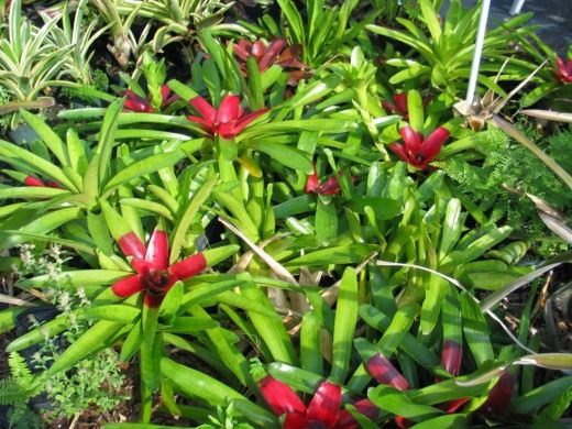 Неорегелия (Neoregelia)