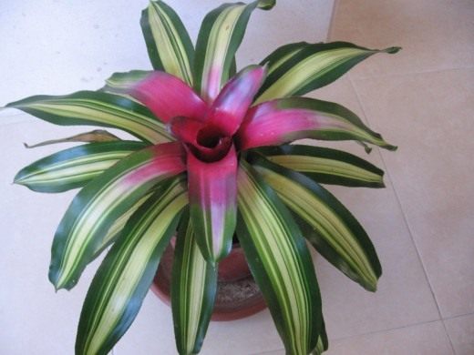 Неорегелия (Neoregelia)