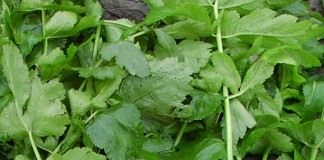 Пастернак посевной (Parsnip)
