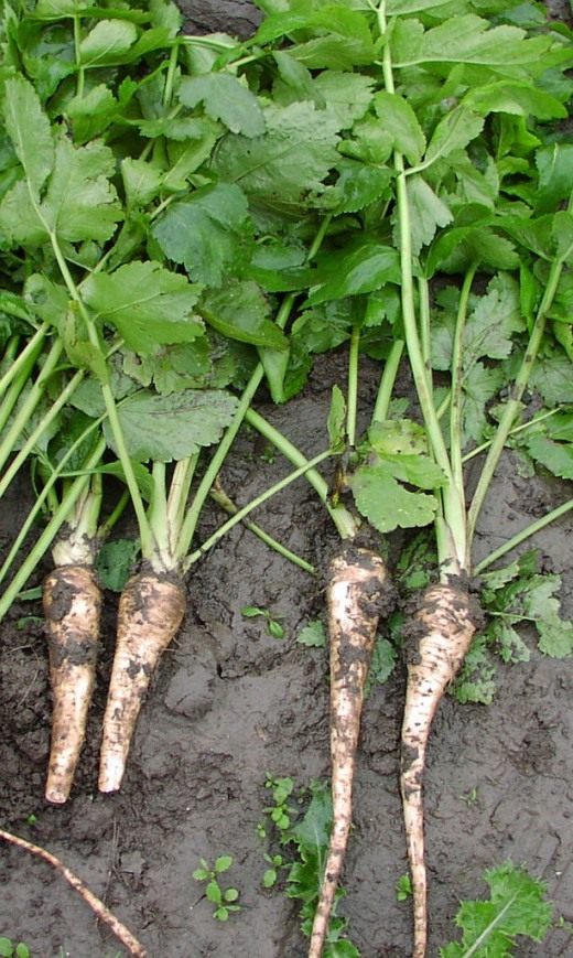 Пастернак посевной (Parsnip) Пастернак посевной (Parsnip)