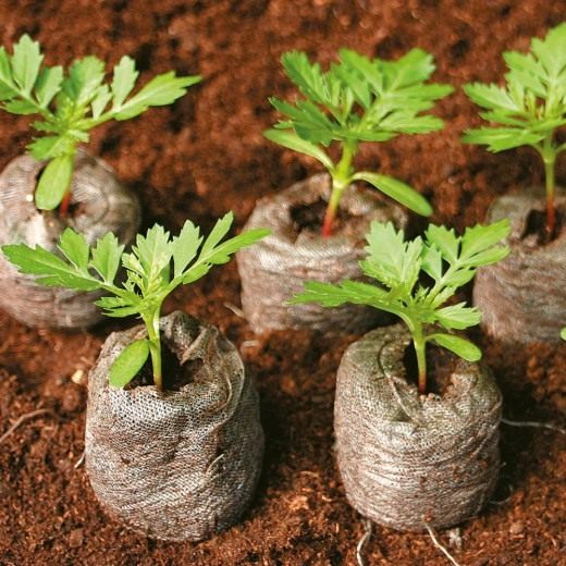Торфяные таблетки (Peat pellets)