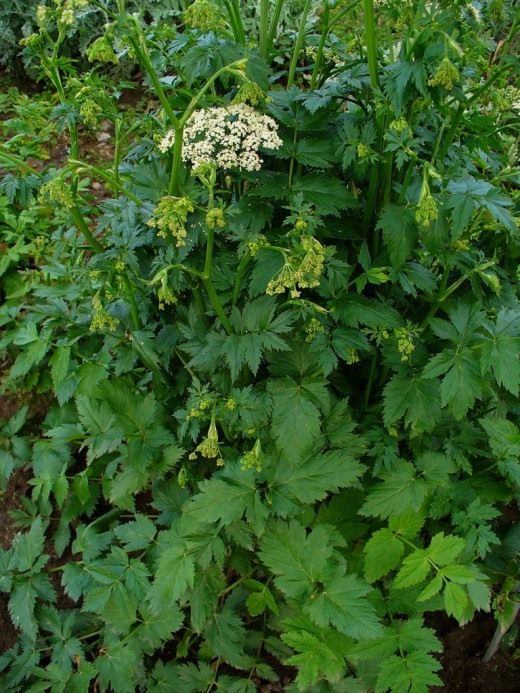 Бедренец большой (Pimpinella major)