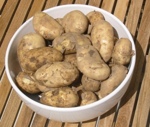 Картофель (Potato)