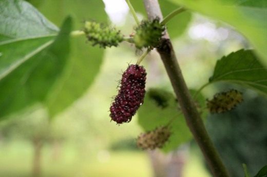 Шелковица красная (Red Mulberry)