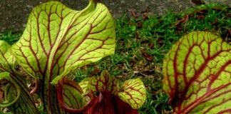 Гибрид Sarracenia oreophila x Sarracenia moorei