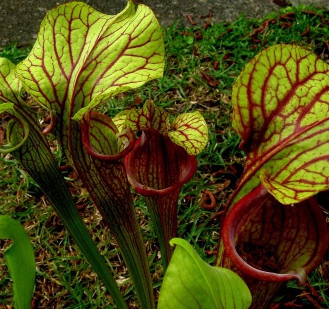 Гибрид Sarracenia oreophila x Sarracenia moorei Гибрид Sarracenia oreophila x Sarracenia moorei