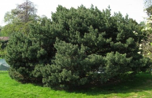 Сосна обыкновенная (Scots Pine)