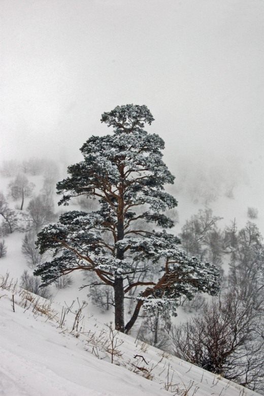 Сосна обыкновенная (Scots Pine)