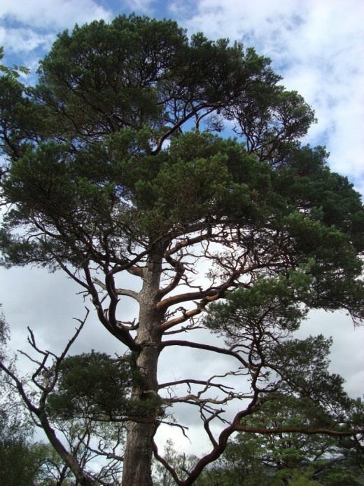 Сосна обыкновенная (Scots Pine)