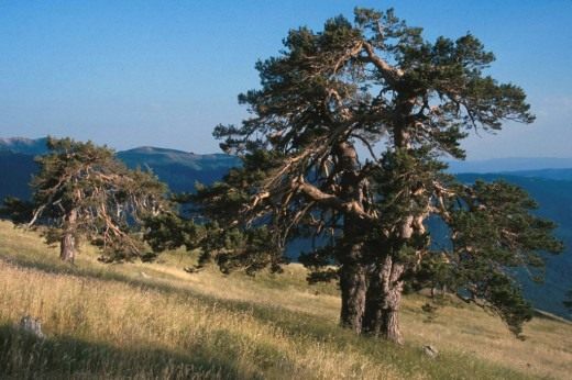 Сосна обыкновенная (Scots Pine)