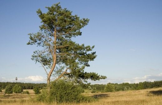 Сосна обыкновенная (Scots Pine)