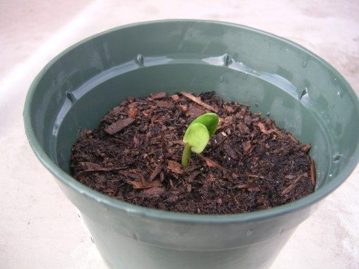Рассада (Seedling)