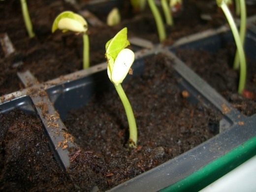 Рассада (Seedling)