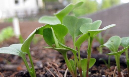 Рассада (Seedling)