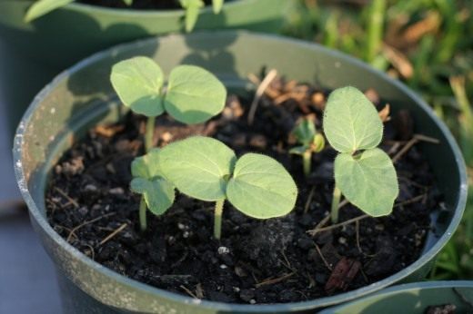 Рассада (Seedling)