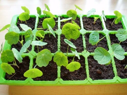 Рассада (Seedling)