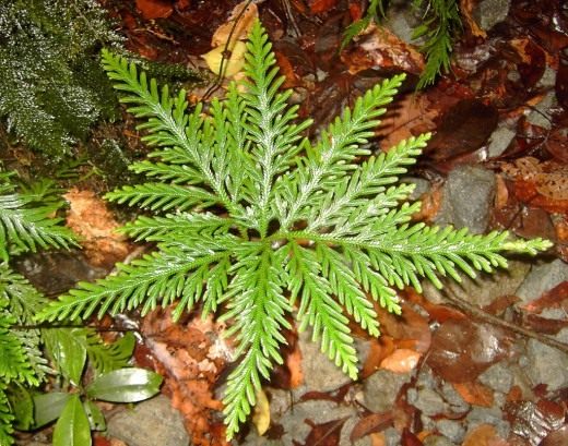 Селагинелла (Selaginella)