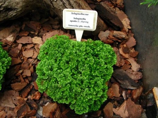 Селагинелла безножковая (Selaginella apoda)