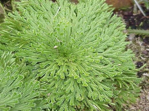 Селагинелла (Selaginella)