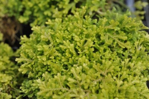 Селагинелла (Selaginella)