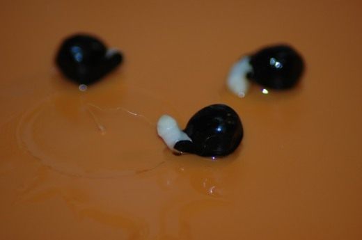 Замачивание семян (Soaking seeds)