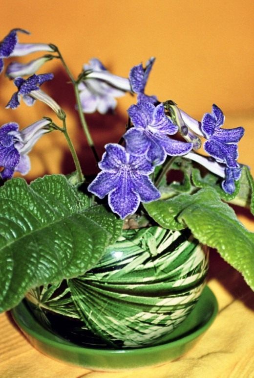 Стрептокарпус (Streptocarpus)