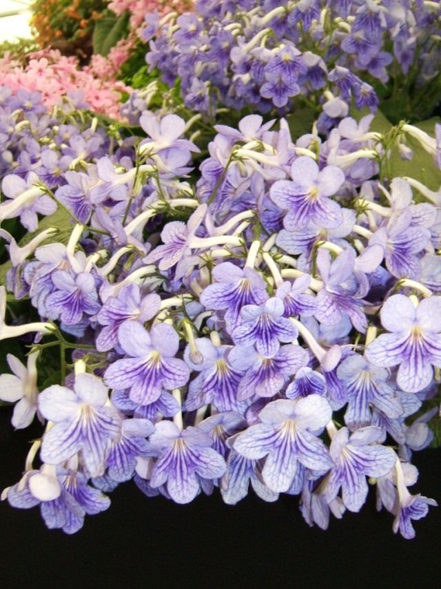 Стрептокарпус (Streptocarpus) Стрептокарпус (Streptocarpus)