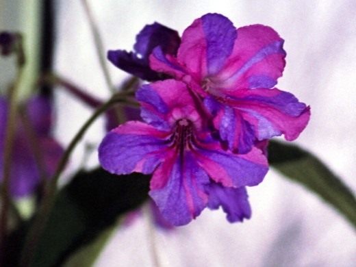 Стрептокарпус (Streptocarpus)
