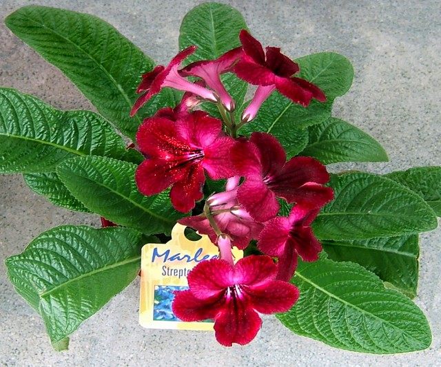 Стрептокарпус (Streptocarpus) Стрептокарпус (Streptocarpus)