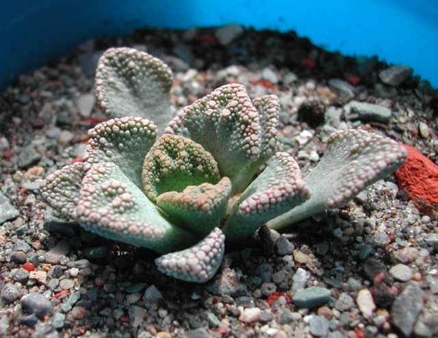 Титанопсис (Titanopsis) Титанопсис (Titanopsis)