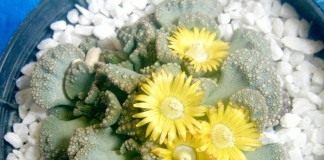 Титанопсис (Titanopsis)