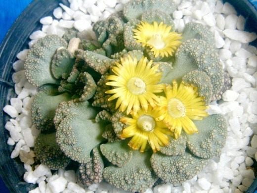 Титанопсис (Titanopsis)