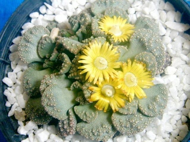 Титанопсис (Titanopsis) Титанопсис (Titanopsis)