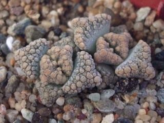 Титанопсис (Titanopsis) Титанопсис (Titanopsis)