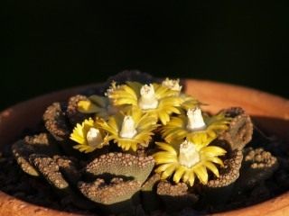 Титанопсис (Titanopsis) Титанопсис (Titanopsis)