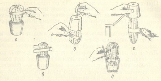 Пересадка кактусов (Transplanting Cacti)